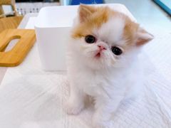 -萌兽医馆·眼科·异宠专科(三里屯店)