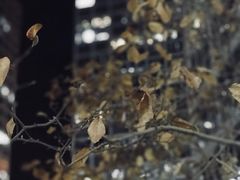 -九秋茶铺(三里屯店)