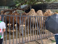 -泉州海丝野生动物世界