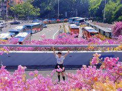 -深圳市中科院仙湖植物园