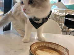-飞行喵MR PILOT|猫舍·猫咖(静安大融城店)