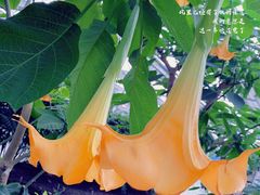 -兰陵国家农业公园