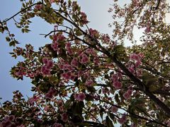 -八大山人梅湖景区