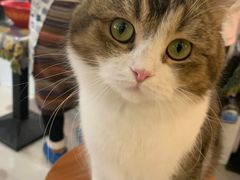 -平行世界·猫咖(首经贸店)