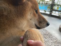 -柴犬高等学院·狗咖·柴犬售卖·宠物训练