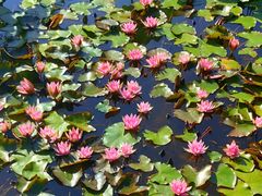 -国家植物园南园