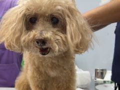 -瑞派·关忠动物医院·异宠专科·犬猫肿瘤·皮肤专科(望京店)