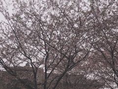 -武汉大学-樱园