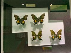 -上海昆虫博物馆