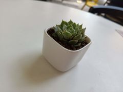 -艾薯夫妇Aysh(福田星河COCOPark店)