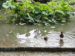 -洛阳市隋唐城遗址植物园