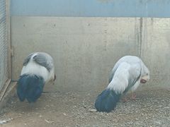 -青藏高原野生动物园