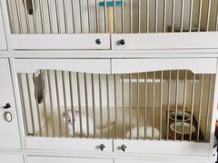 -东方名猫馆·英短金渐层布偶猫舍(环线广场1号楼店)