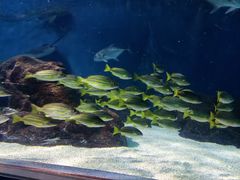 -上海海洋水族馆