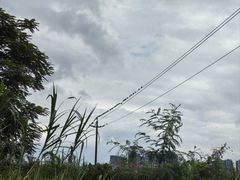 -光明小镇欢乐田园