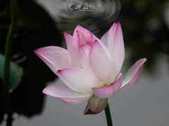-荔湾湖公园