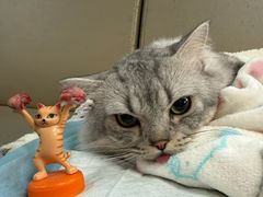 -万博宠物医院·手术·诊疗(未央凤城五路店)