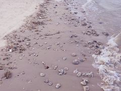 -贝壳沙滩