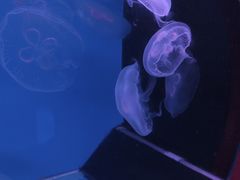 -蓬莱欧乐堡海洋极地世界