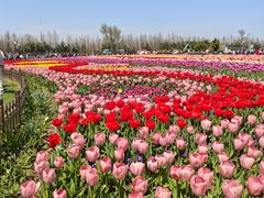 -荷兰花海