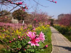 -南汇桃花村