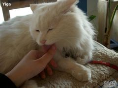 -Babycat私家御饼屋(龙头路一店)