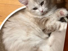 -山宅一喵德文卷毛猫舍