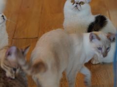 -Cappucimeow猫咪咖啡馆(韦伯时代店)