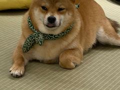 -逗柴咖啡屋·狗咖猫咖宠物桌游