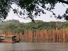 -三水森林公园
