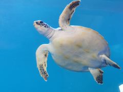 -广东惠东海龟国家级自然保护区