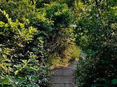 -杭州半山国家森林公园