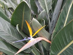 -南宫五洲植物乐园