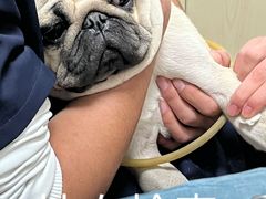 -关爱动物医院·心脏·中兽医·异宠(金牛路分院)