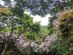-梧桐山风景名胜区