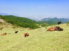 -大姆山草场