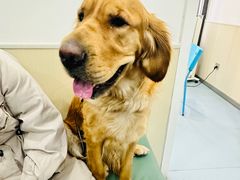 -佳怡动物医院·平价24小时·猫专科骨外科