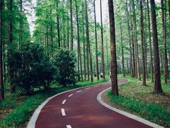 -黄海国家森林公园