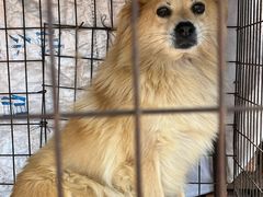 -圣·阿列克谢耶夫教堂