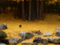 -香山公园