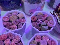 -花鸟鱼虫鲜花绿植市场(玉泉路店)