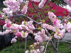 android_upload_pic-南汇桃花村