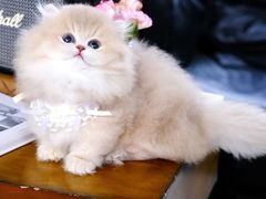 -欣宠猫屋·矮脚拿破仑·蓝金金渐层