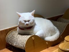 -有猫主题·治愈系猫咖(曾厝垵店)