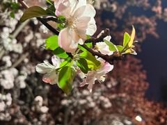 -海棠花溪(元大都城垣遗址公园)