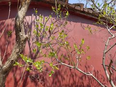 -遵化市禅林寺古银杏风景园