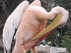 -合肥野生动物园
