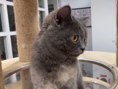 -楼上猫咖(罗湖店)