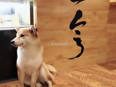 -柴务处·柴犬主题狗咖
