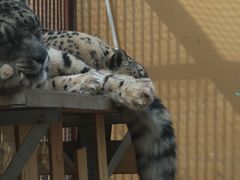 -青藏高原野生动物园
